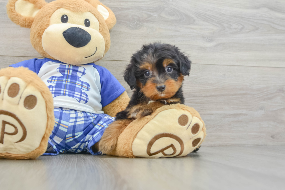 Mini Bernedoodle Pup Being Cute