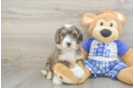 Mini Bernedoodle Pup Being Cute