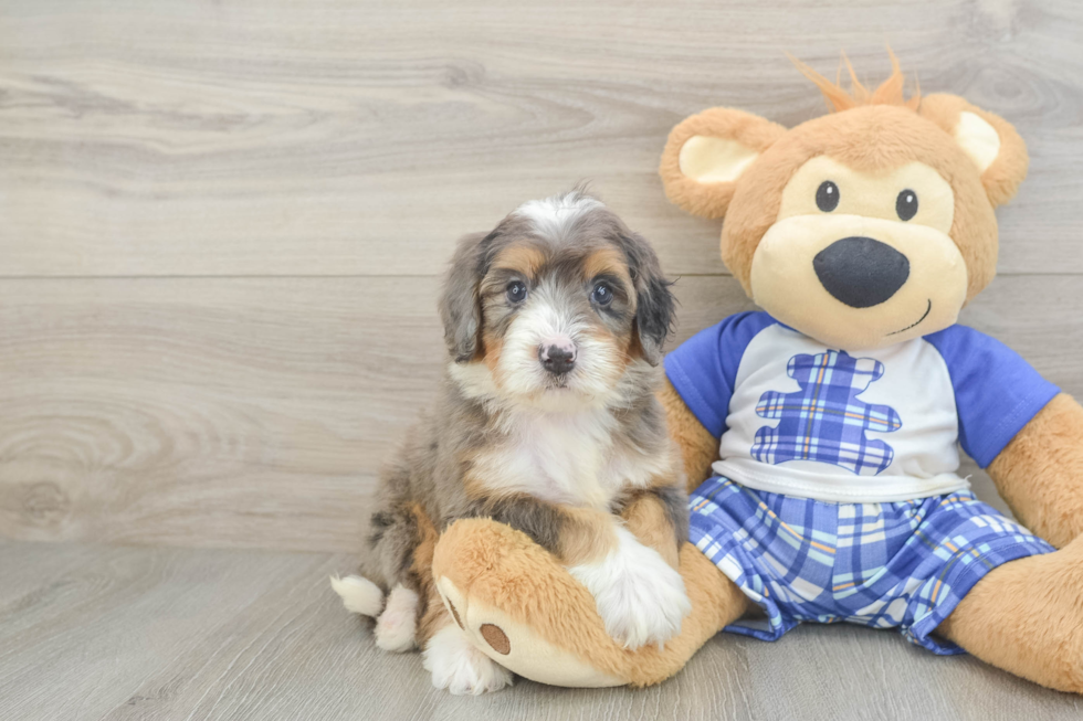Mini Bernedoodle Pup Being Cute