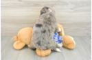 Hypoallergenic Bernadoodle Poodle Mix Puppy