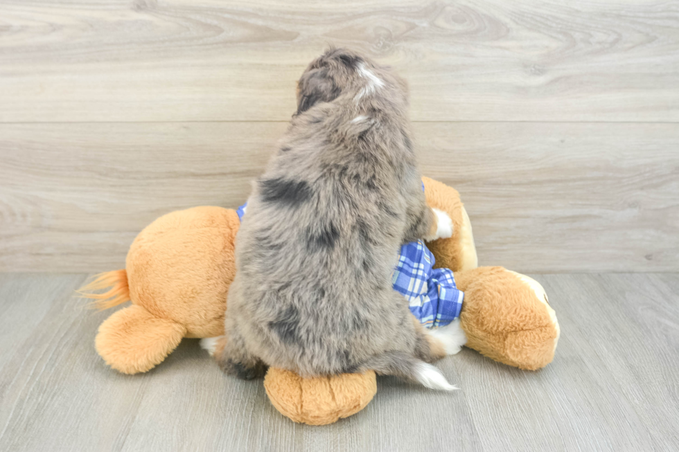 Hypoallergenic Bernadoodle Poodle Mix Puppy