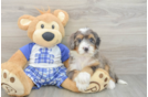 Best Mini Bernedoodle Baby