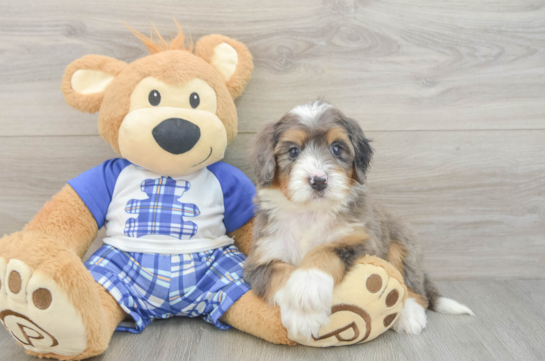 Best Mini Bernedoodle Baby