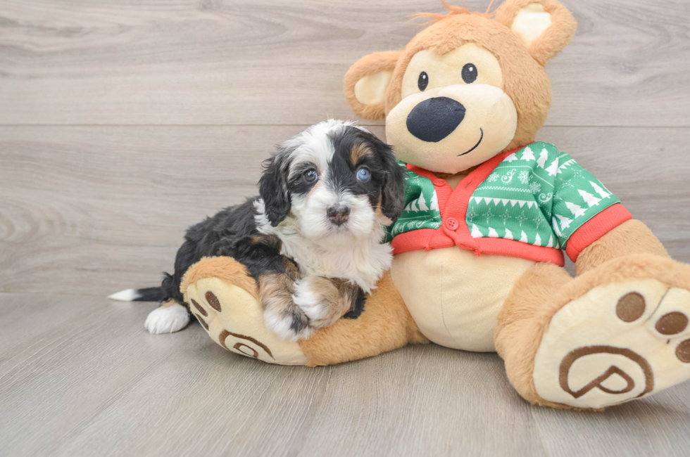 5 week old Mini Bernedoodle Puppy For Sale - Premier Pups