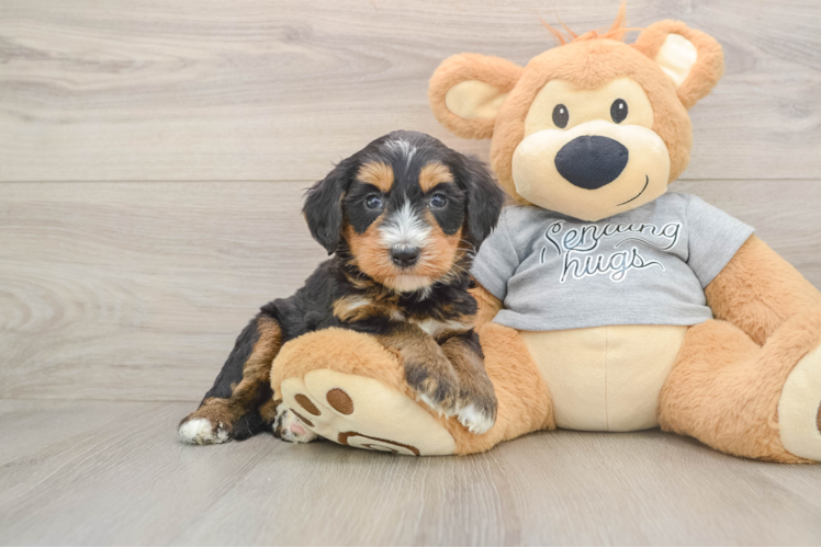 Funny Mini Bernedoodle Poodle Mix Pup
