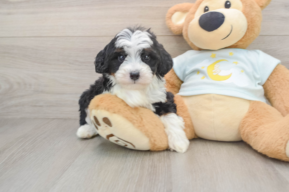 Playful Mini Bernesepoo Poodle Mix Puppy