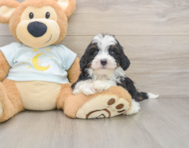 7 week old Mini Bernedoodle Puppy For Sale - Premier Pups