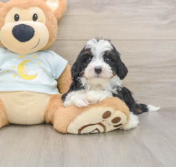 8 week old Mini Bernedoodle Puppy For Sale - Premier Pups