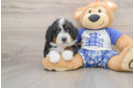 Funny Mini Bernedoodle Poodle Mix Pup