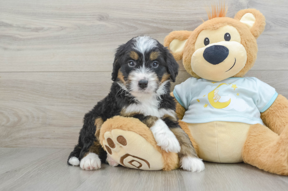 5 week old Mini Bernedoodle Puppy For Sale - Premier Pups