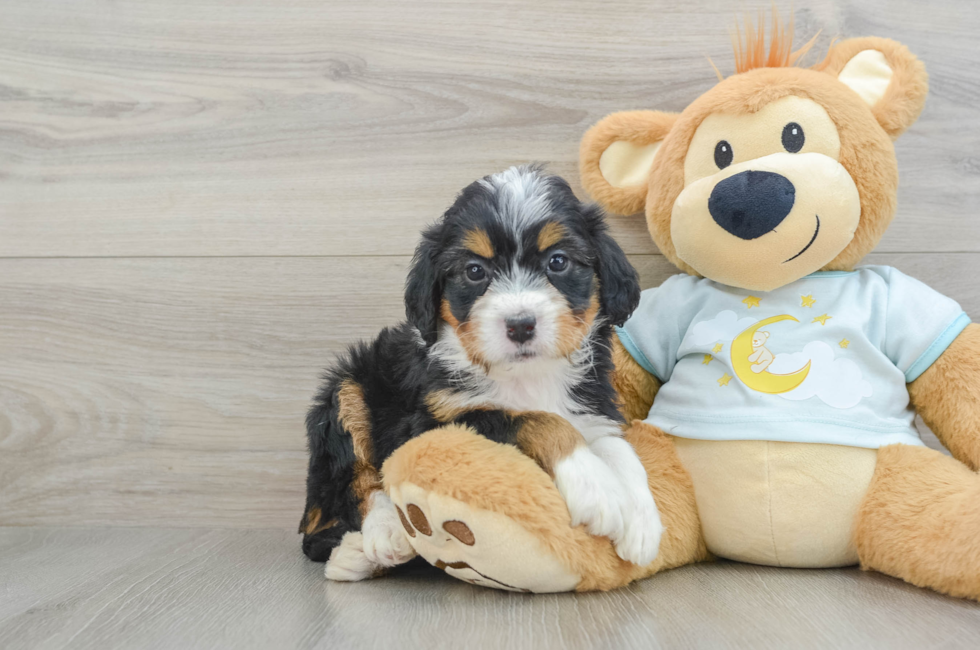 6 week old Mini Bernedoodle Puppy For Sale - Premier Pups