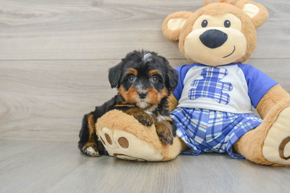 Mini Bernedoodle Pup Being Cute