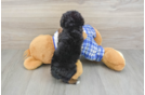 Sweet Mini Bernedoodle Baby