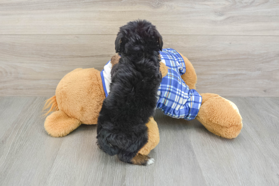 Sweet Mini Bernedoodle Baby