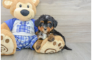 Fluffy Mini Bernedoodle Poodle Mix Pup