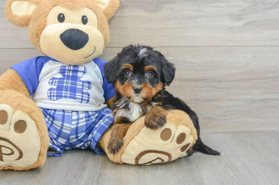 6 week old Mini Bernedoodle Puppy For Sale - Premier Pups