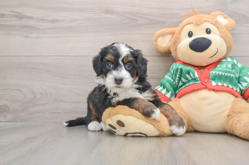 5 week old Mini Bernedoodle Puppy For Sale - Premier Pups