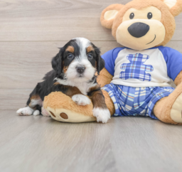7 week old Mini Bernedoodle Puppy For Sale - Premier Pups