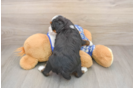 Best Mini Bernedoodle Baby