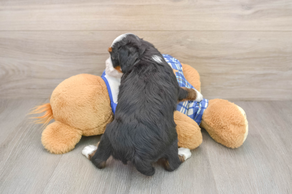Best Mini Bernedoodle Baby