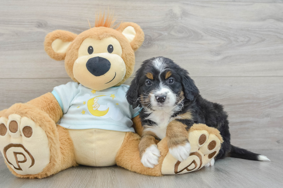 6 week old Mini Bernedoodle Puppy For Sale - Premier Pups