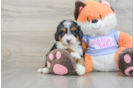 Best Mini Bernedoodle Baby