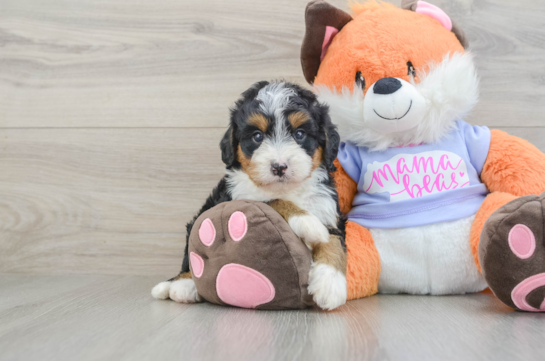 Best Mini Bernedoodle Baby