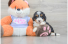 Cute Mini Bernedoodle Baby