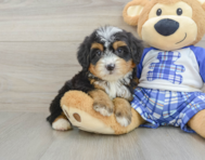 8 week old Mini Bernedoodle Puppy For Sale - Premier Pups