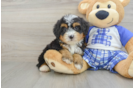 Funny Mini Bernedoodle Poodle Mix Pup