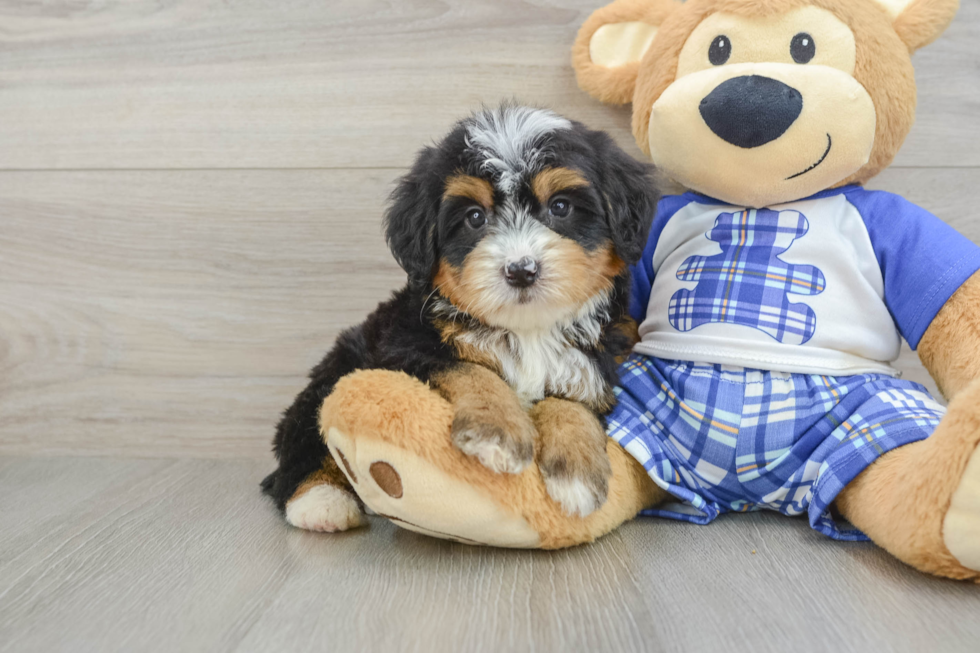 Funny Mini Bernedoodle Poodle Mix Pup