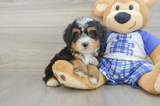 Funny Mini Bernedoodle Poodle Mix Pup