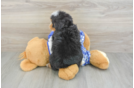 Playful Mini Bernadoodle Poodle Mix Puppy