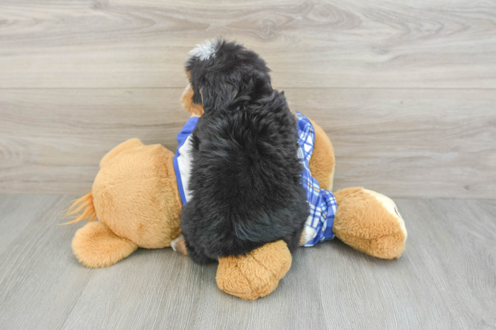 Playful Mini Bernadoodle Poodle Mix Puppy