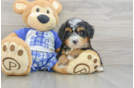 Best Mini Bernedoodle Baby