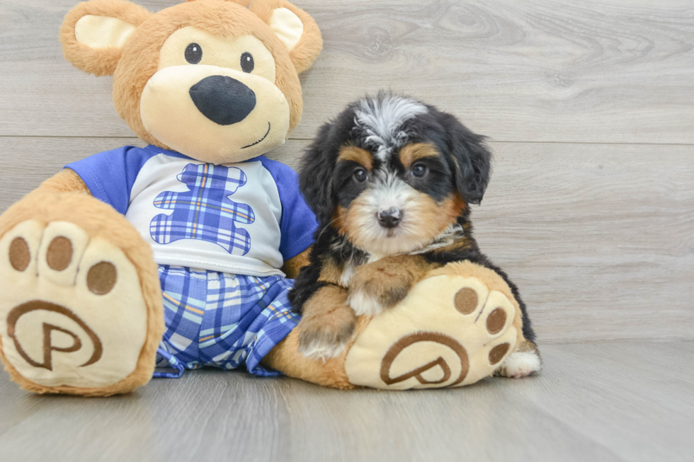 Best Mini Bernedoodle Baby
