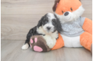 Cute Mini Bernedoodle Baby