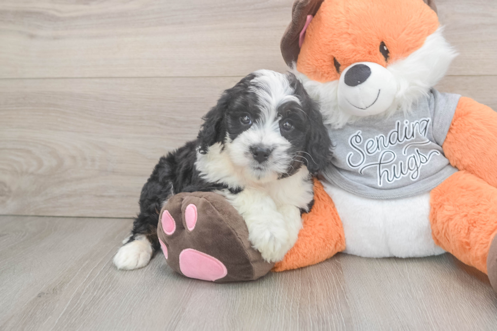 Cute Mini Bernedoodle Baby