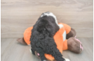 Little Bernadoodle Poodle Mix Puppy
