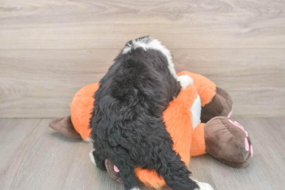 Little Bernadoodle Poodle Mix Puppy
