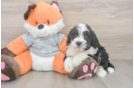 Mini Bernedoodle Puppy for Adoption