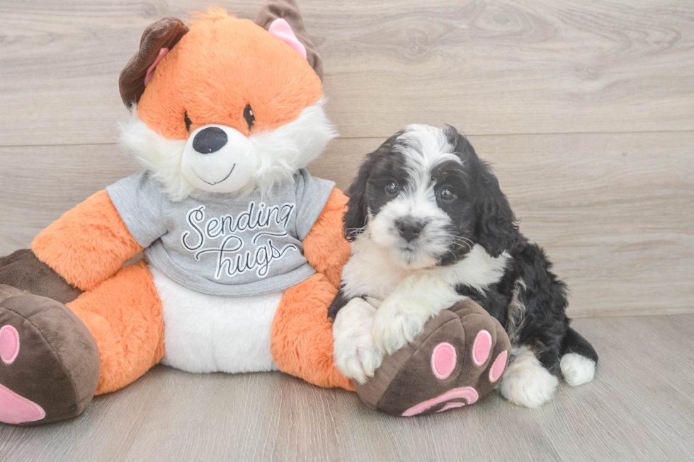 Mini Bernedoodle Puppy for Adoption