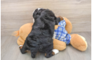 Smart Mini Bernedoodle Poodle Mix Pup