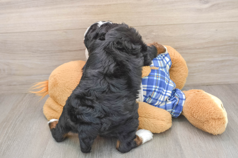 Smart Mini Bernedoodle Poodle Mix Pup
