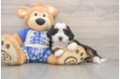 Playful Bernese Doodle Poodle Mix Puppy