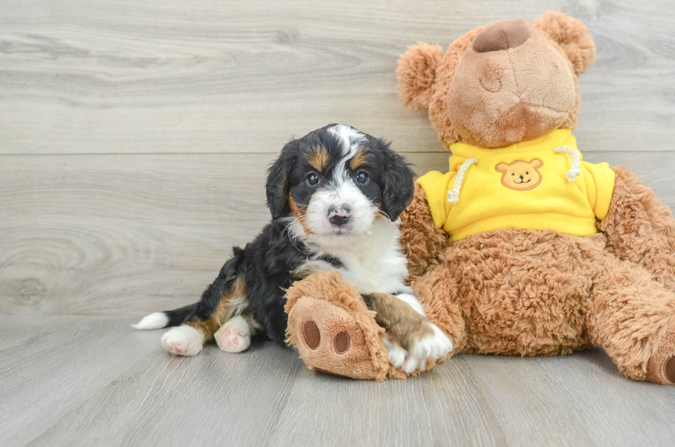 8 week old Mini Bernedoodle Puppy For Sale - Premier Pups