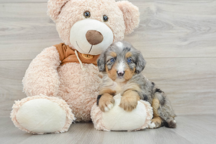 Mini Bernedoodle Pup Being Cute