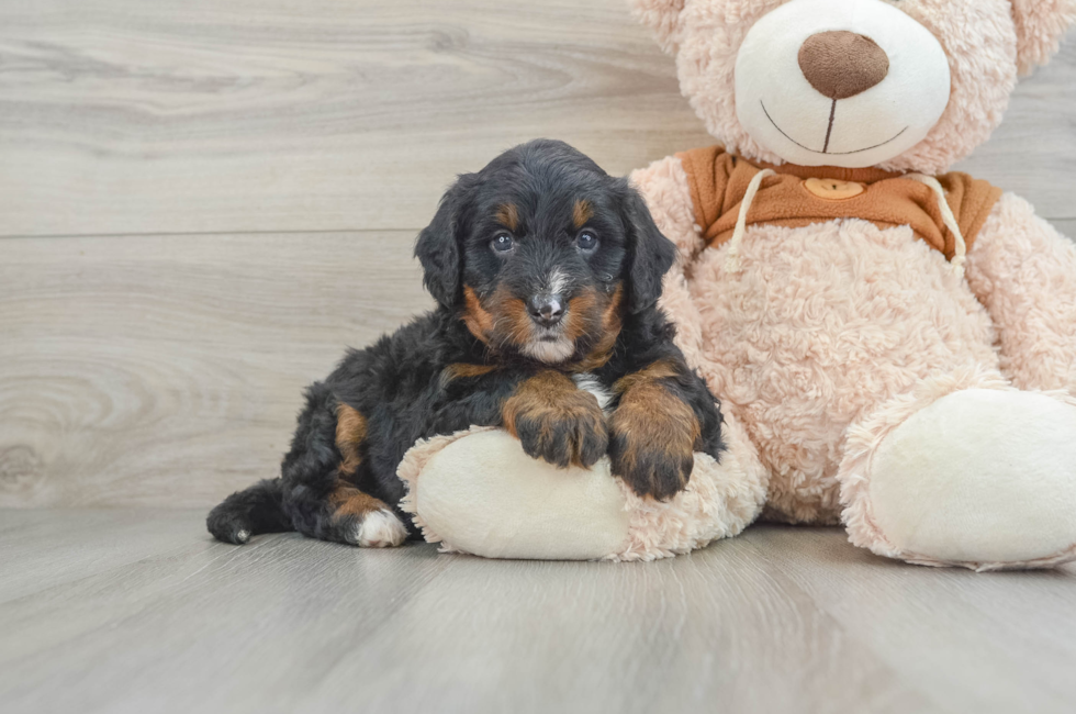 5 week old Mini Bernedoodle Puppy For Sale - Premier Pups