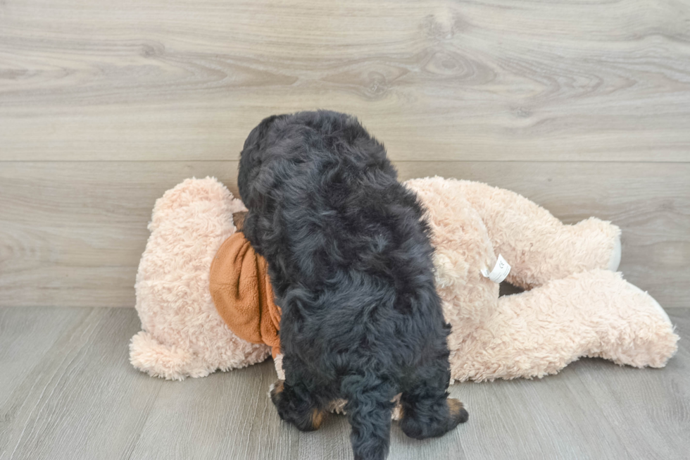 Hypoallergenic Mini Bernepoo Poodle Mix Puppy