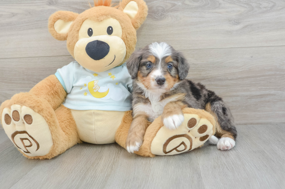 5 week old Mini Bernedoodle Puppy For Sale - Premier Pups